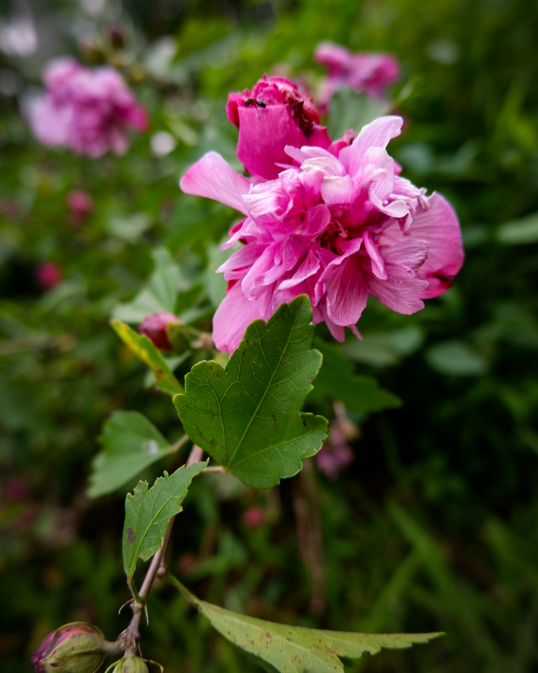 Soft pink flower
